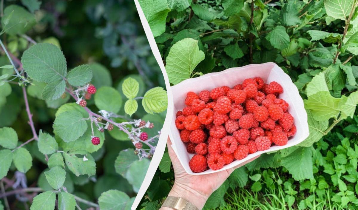 чи можна садити ожину поруч із малиною