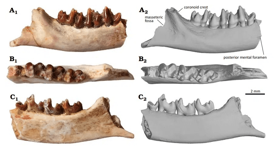 Вчені знайшли в пустелі крихітну, але дуже важливу скам’янілість