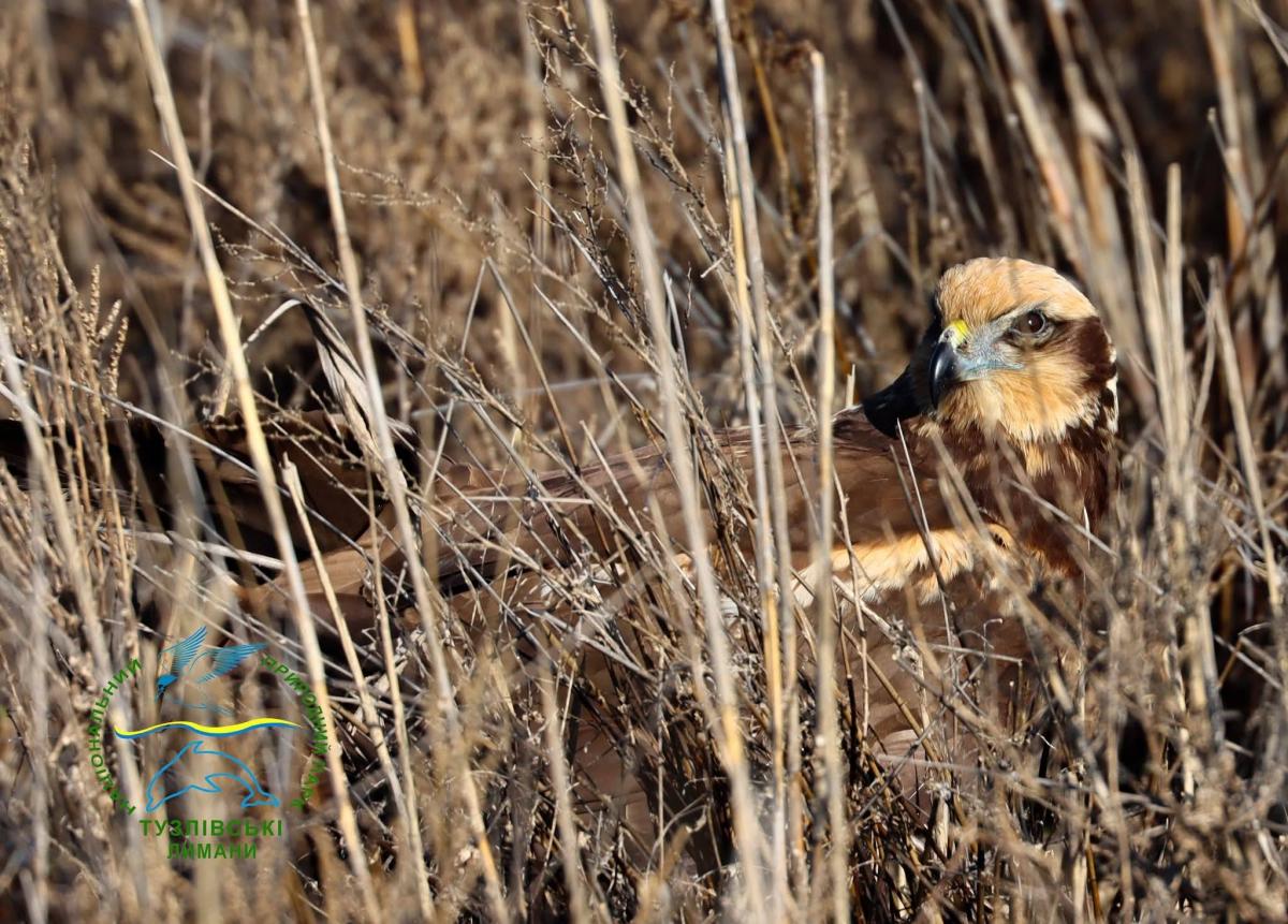 'Володар неба - на волі': на Одещині у дику природу випустили яскравого хижого птаха (фото)
