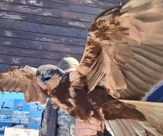 'Володар неба - на волі': на Одещині у дику природу випустили яскравого хижого птаха (фото)