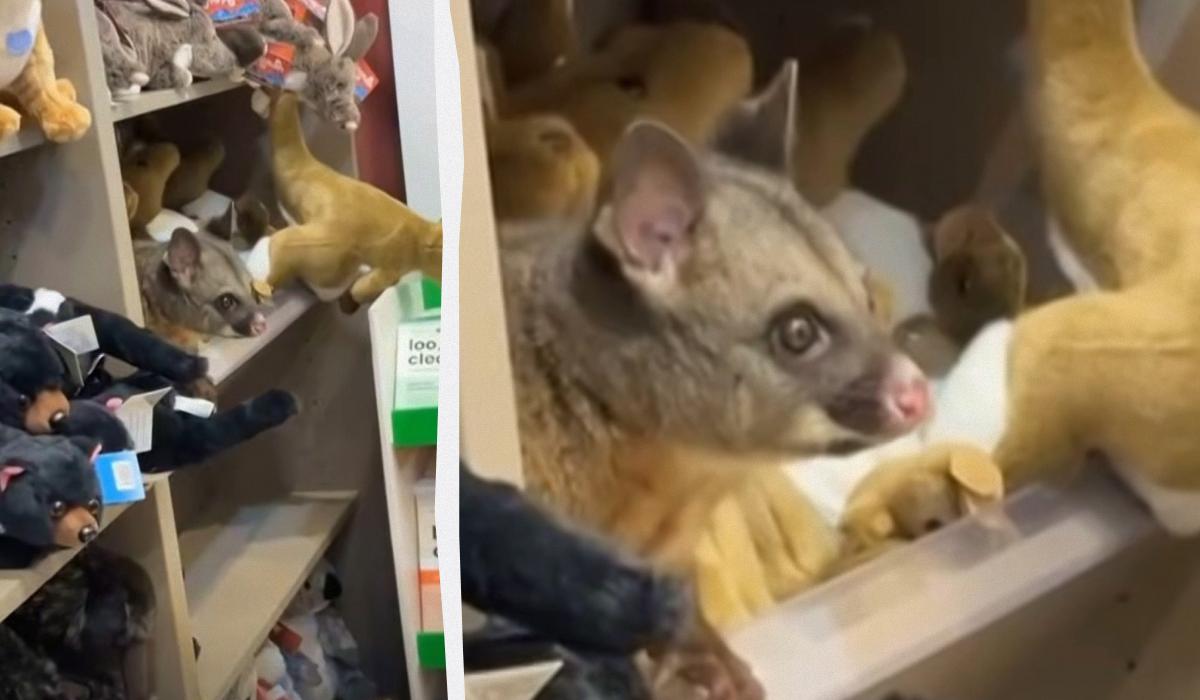 Люди были в ошеломлены: в магазине аэропорта живой опоссум поселился среди мягких игрушек