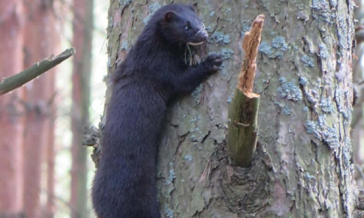 Может проплыть 30 метров под водой: в районе ЧАЭС заметили ловкого хищника (фото)