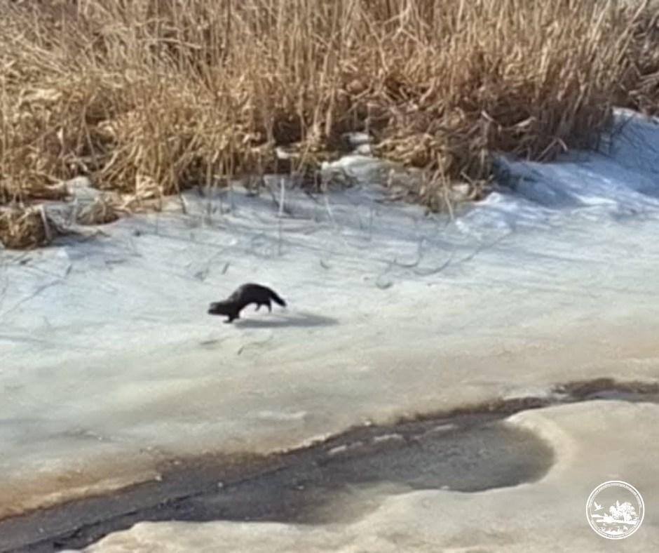 Может проплыть 30 метров под водой: в районе ЧАЭС заметили ловкого хищника (фото)