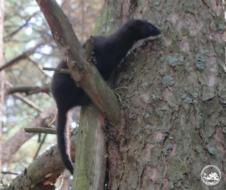 Может проплыть 30 метров под водой: в районе ЧАЭС заметили ловкого хищника (фото)