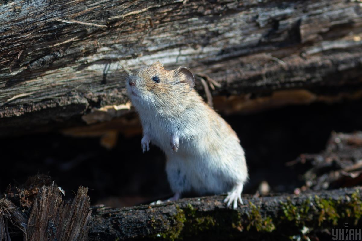 20 березня в Києві потеплішає і з’явиться сонце
