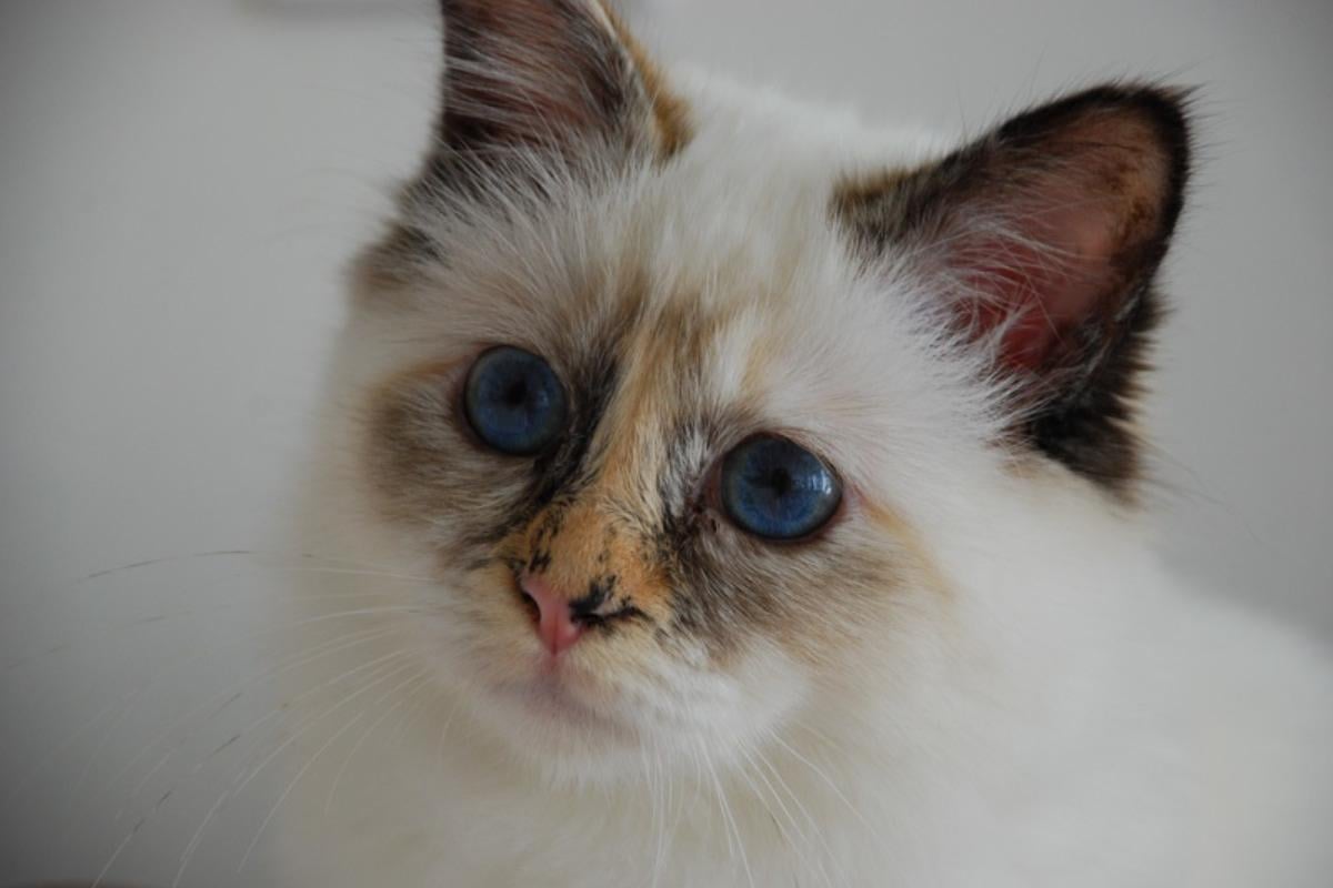 7 самых преданных пород кошек, которые никогда не оставят вас в одиночестве