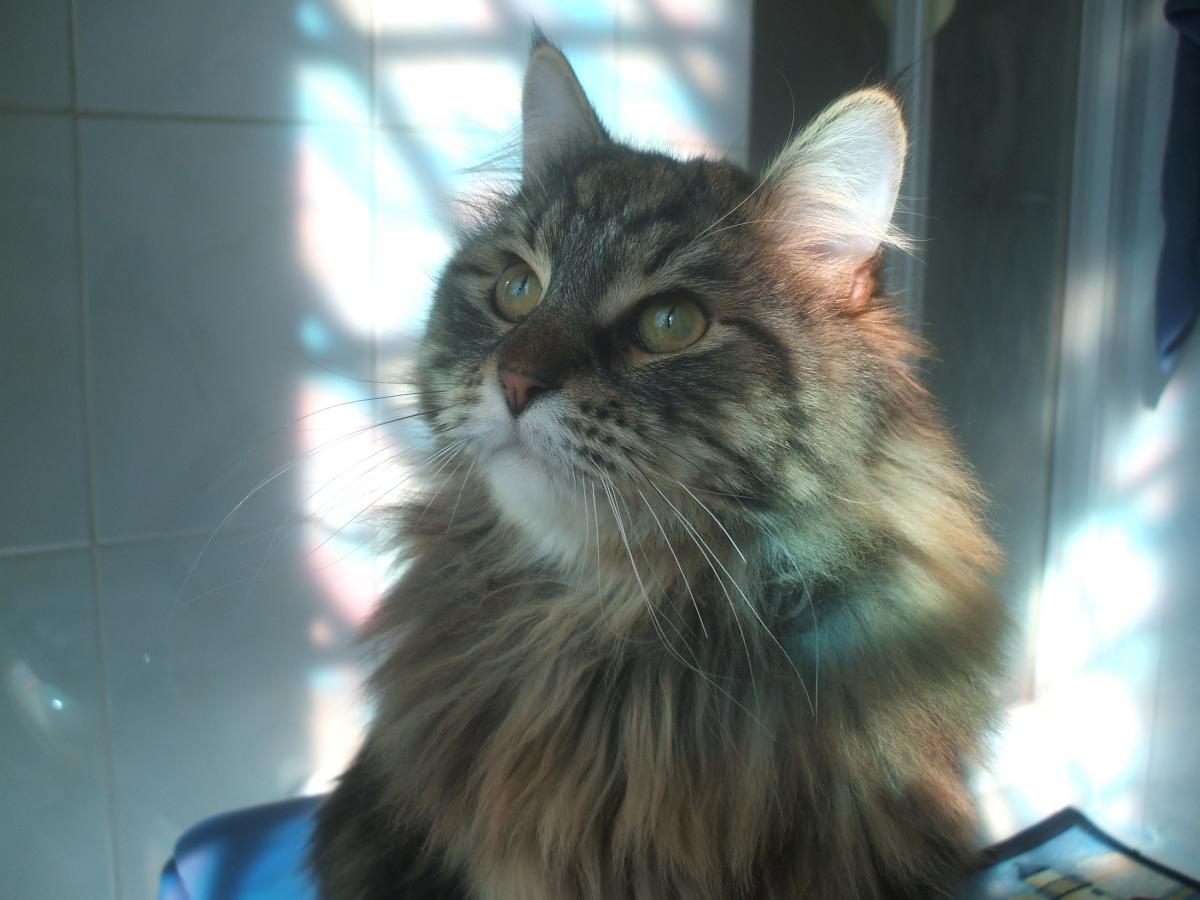 7 самых преданных пород кошек, которые никогда не оставят вас в одиночестве