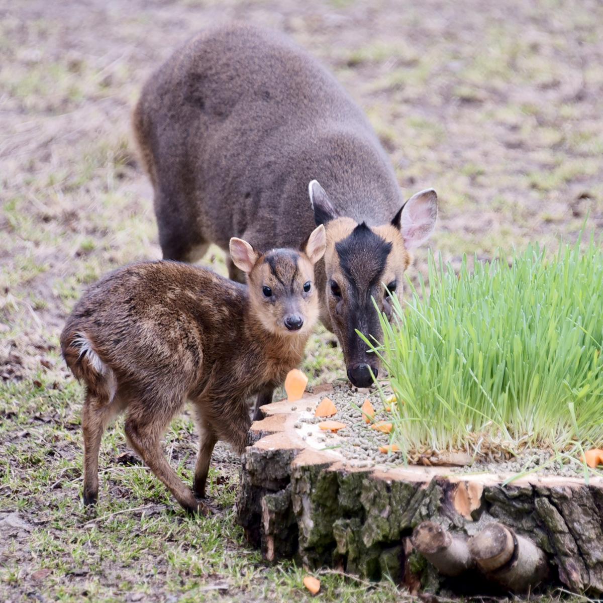 Пострадал из-за атаки РФ: стало известно, как чувствует себя необычный олень в зоопарке Киева Пострадал из-за атаки РФ: стало известно, как чувствует себя необычный олень в зоопарке Киева