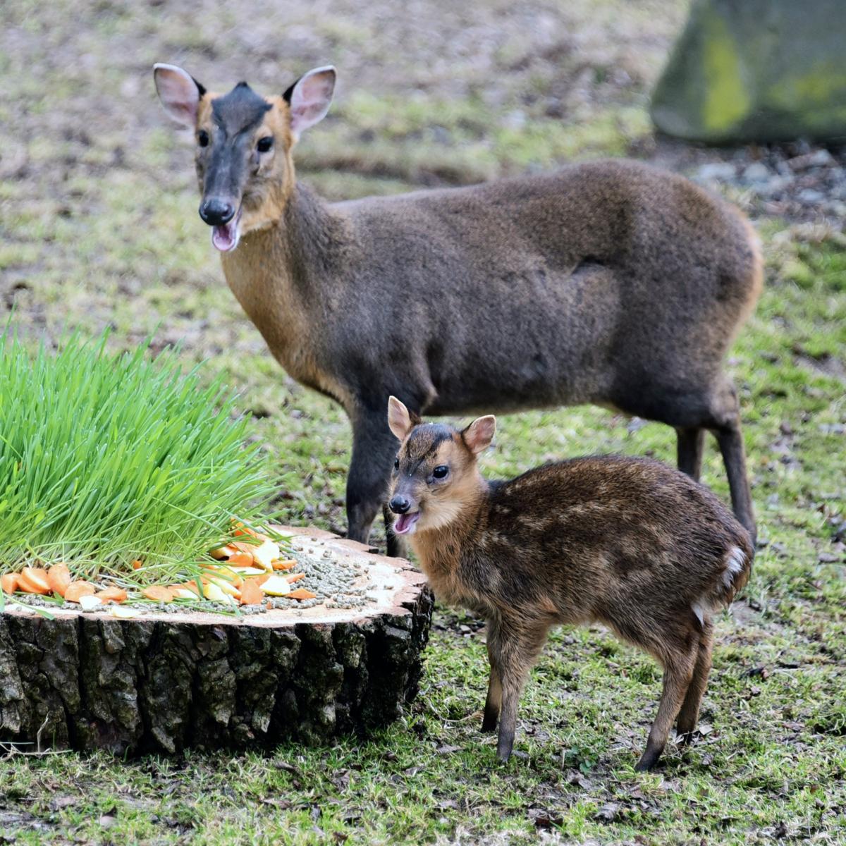 Пострадал из-за атаки РФ: стало известно, как чувствует себя необычный олень в зоопарке Киева Пострадал из-за атаки РФ: стало известно, как чувствует себя необычный олень в зоопарке Киева