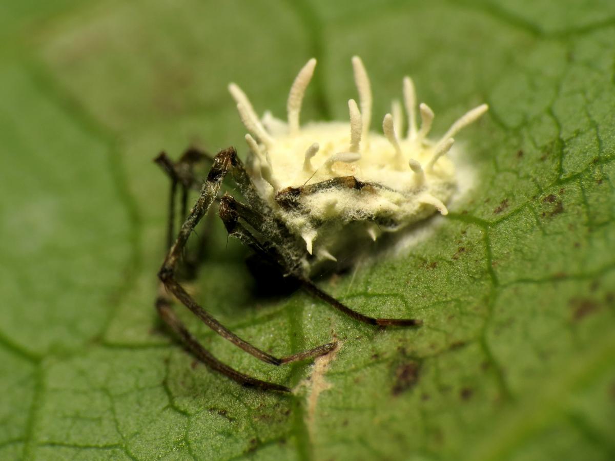 'Гриб', который вдруг побежал: ученые наткнулись на паука, научившегося выдавать себя за других 'Гриб', который вдруг побежал: ученые наткнулись на паука, научившегося выдавать себя за других