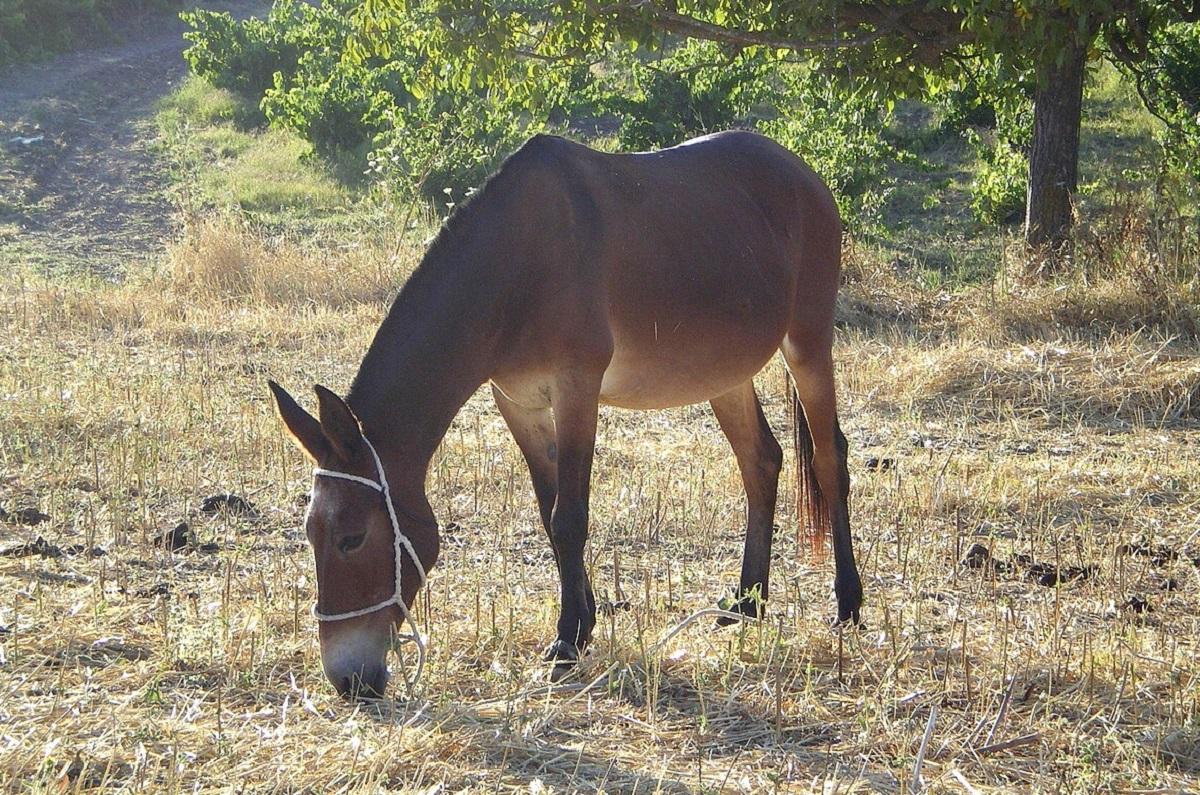 С 1527 года родилось менее 100 мулов: вот почему
