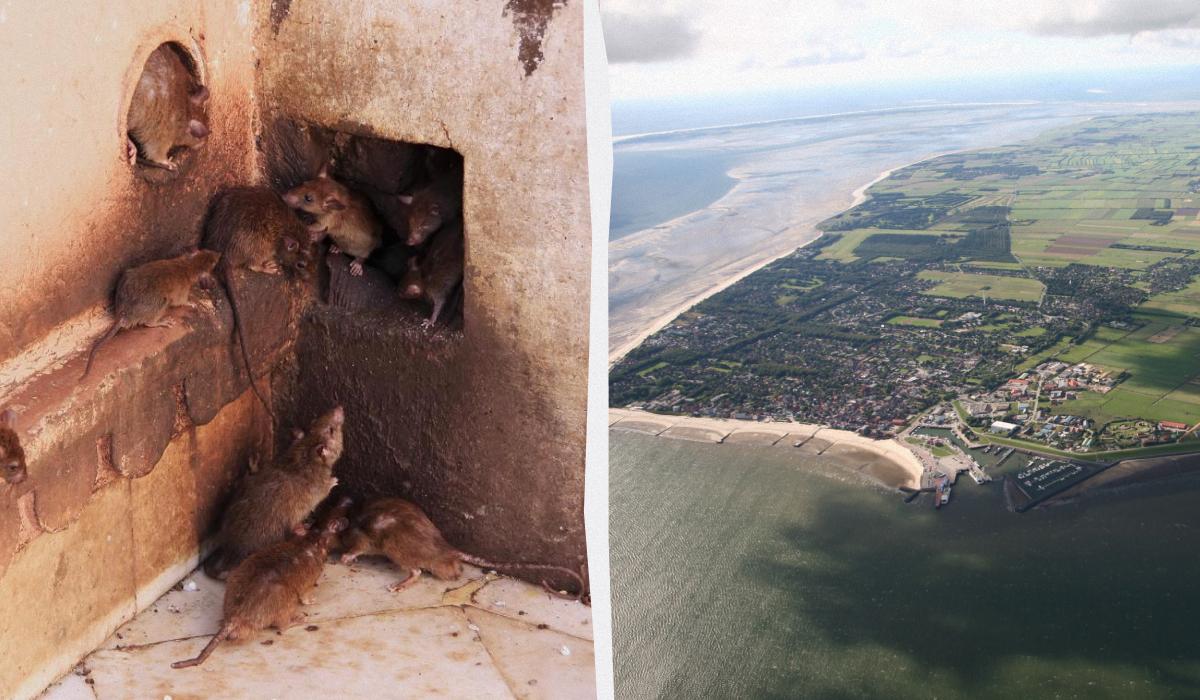 Щури окупували острів у Північному морі: гинуть рідкісні птахи, але рішення ще не видно Щури окупували острів у Північному морі: гинуть рідкісні птахи, але рішення ще не видно