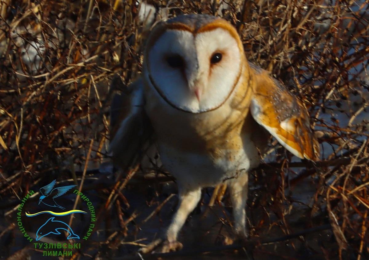 В Одеській області у дику природу випустили найрідкіснішу сову в Україні