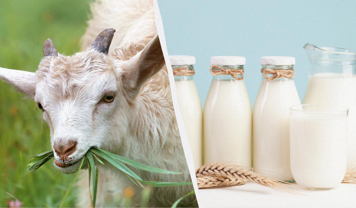 какое молоко полезнее – козье или коровье