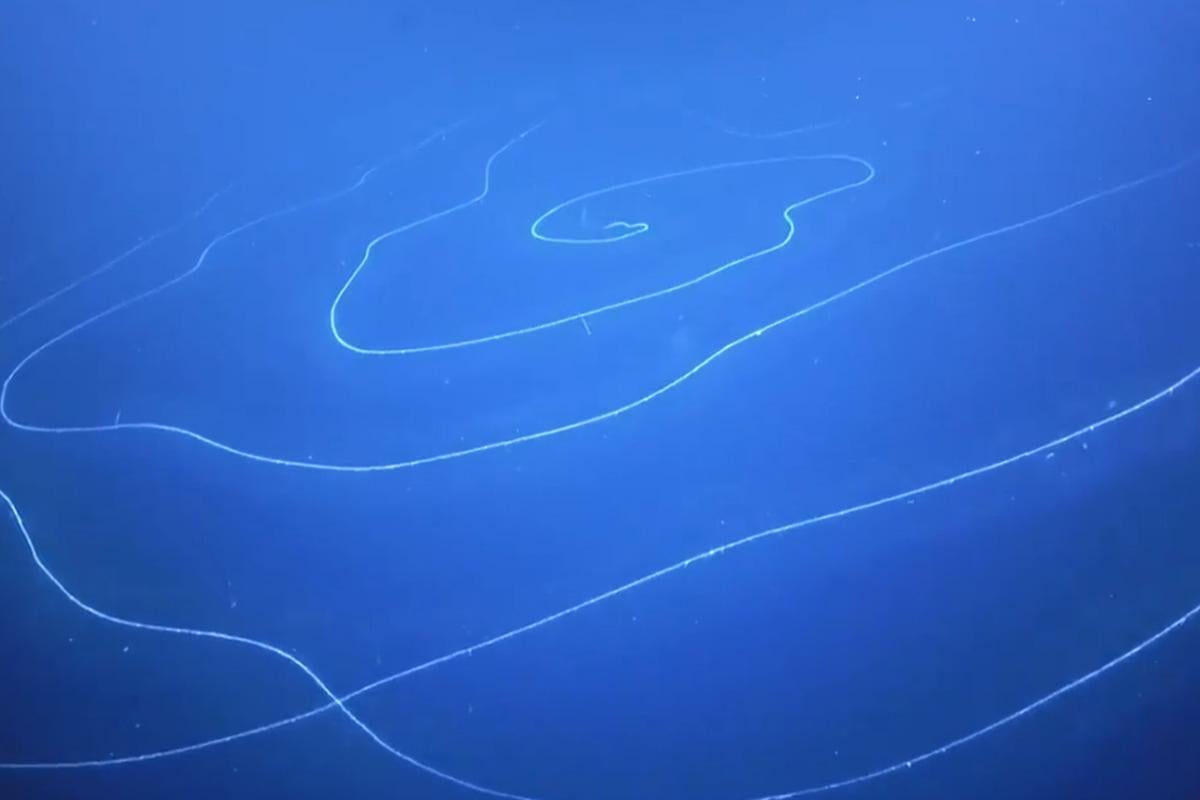 На глубине 6000 метров обнаружили 15-метровое существо: ученые удивлены На глубине 6000 метров обнаружили 15-метровое существо: ученые удивлены