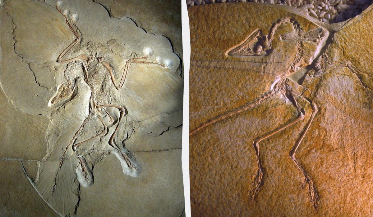 Дарвін мав рацію: скам’янілість із м’якими тканинами поклала край давній суперечці вчених