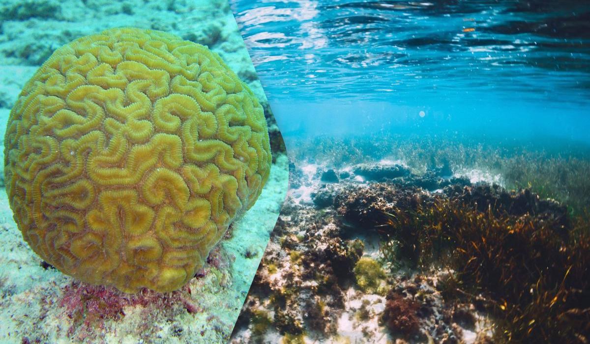 кораллы кораллы