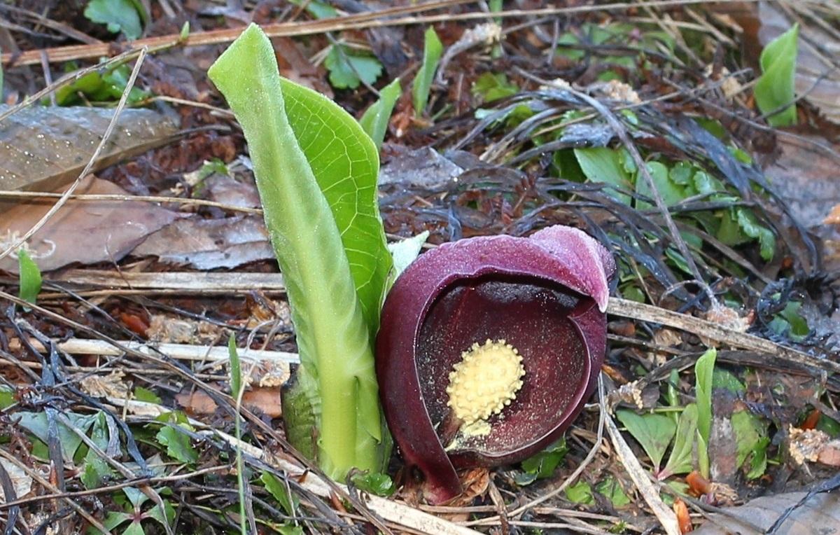 Ужасный запах и большой 'капюшон': это необычное растение способно обогревать себя зимой