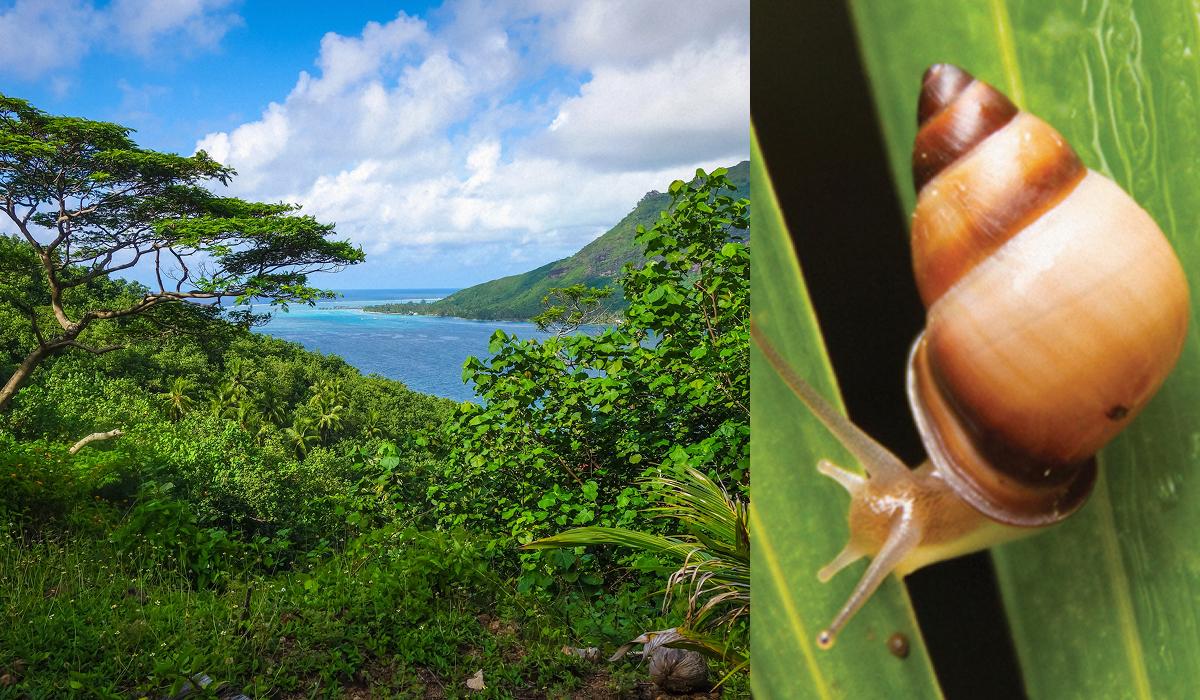 Повернення вимерлих равликів: у лісах Полінезії намагаються відновити зниклу популяцію