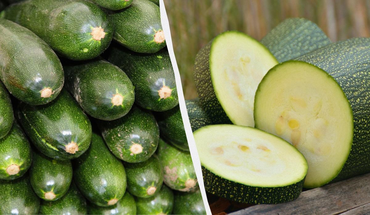 які кабачки найурожайніші