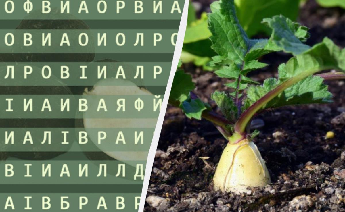 98% людей не можуть знайти слово 'редька' за 12 секунд: хитра оптична ілюзія 98% людей не можуть знайти слово 'редька' за 12 секунд: хитра оптична ілюзія