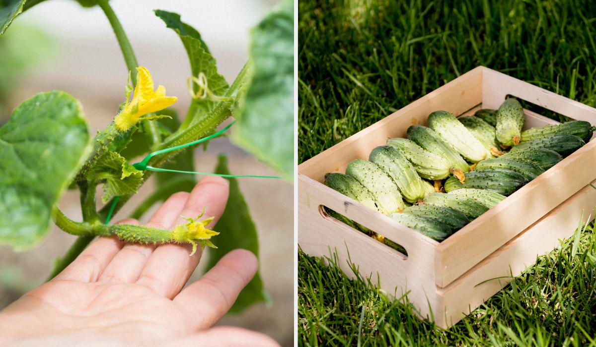 Найкраще натуральне добриво для огірків