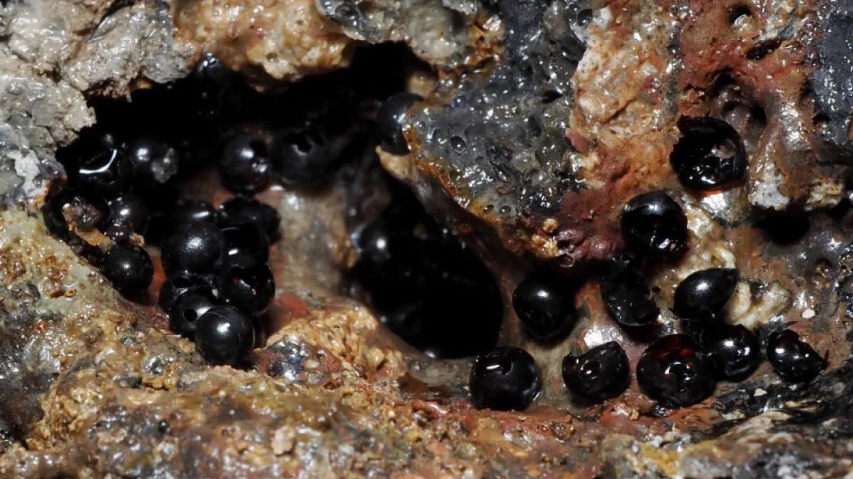 На глубине 6200 метров нашли черные яйца: японские ученые открыли их и удивились