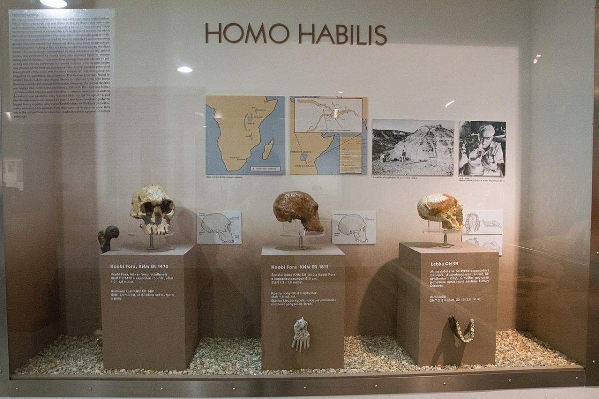 Homo habilis