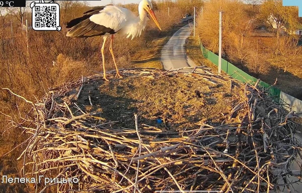 До гнізда знаменитих Одарки та Грицька прилетів перший лелека (фото) До гнізда знаменитих Одарки та Грицька прилетів перший лелека (фото)