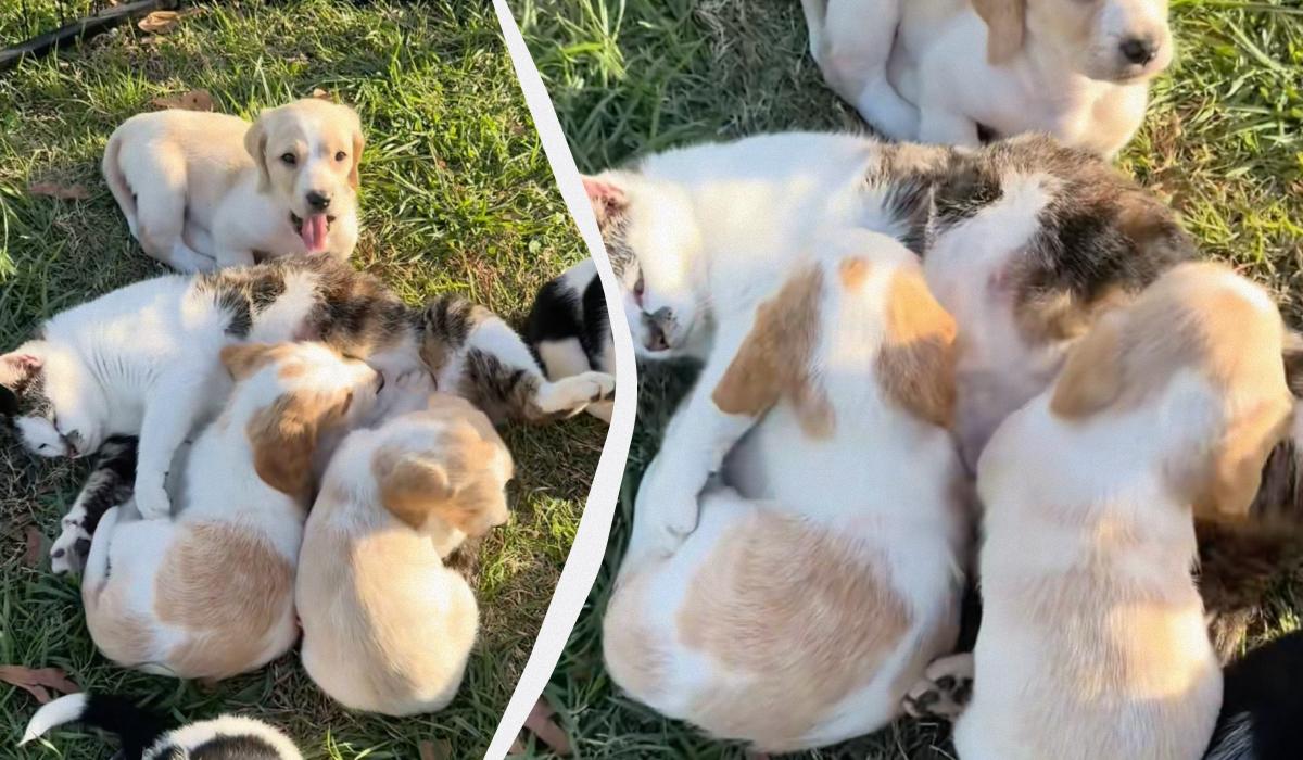 Як з власними малюками: у мережі показали, як кішка піклується про маленьких цуценят Як з власними малюками: у мережі показали, як кішка піклується про маленьких цуценят