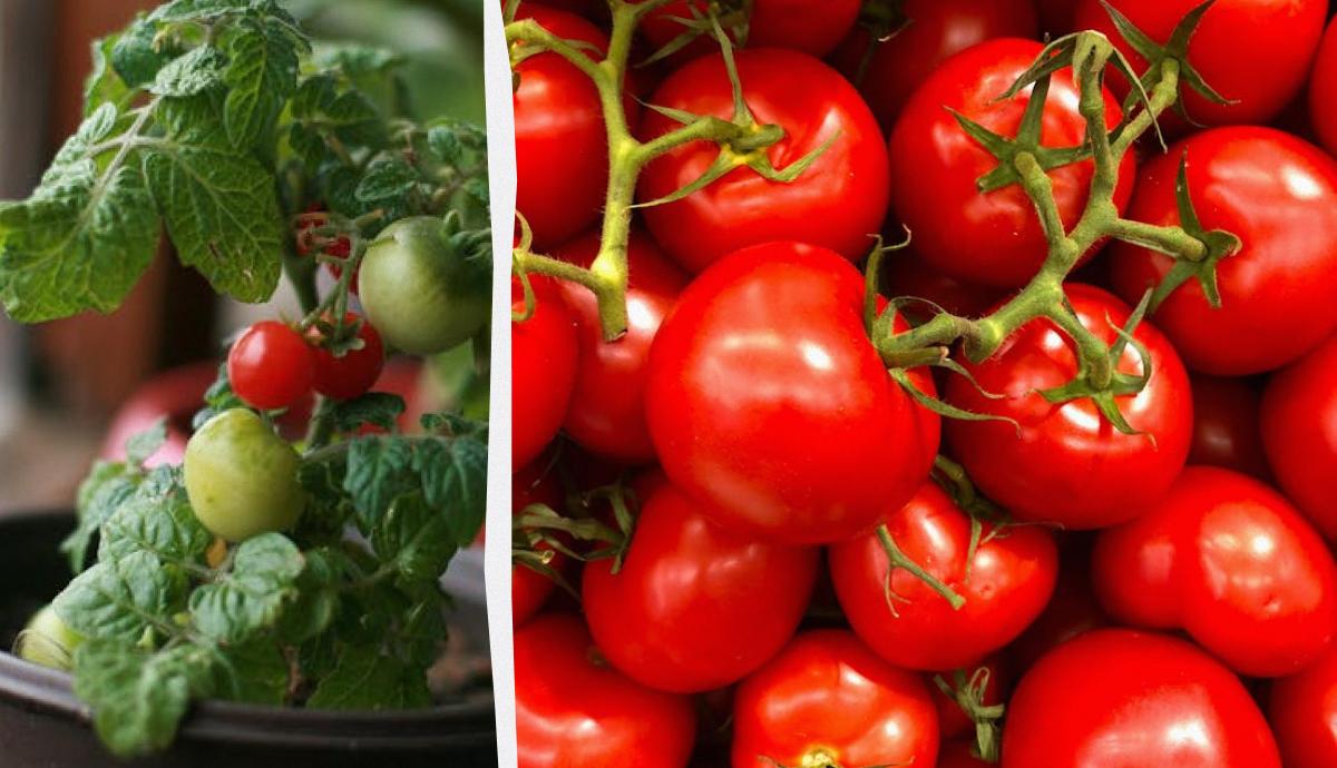 помідори на підвіконні помідори на підвіконні