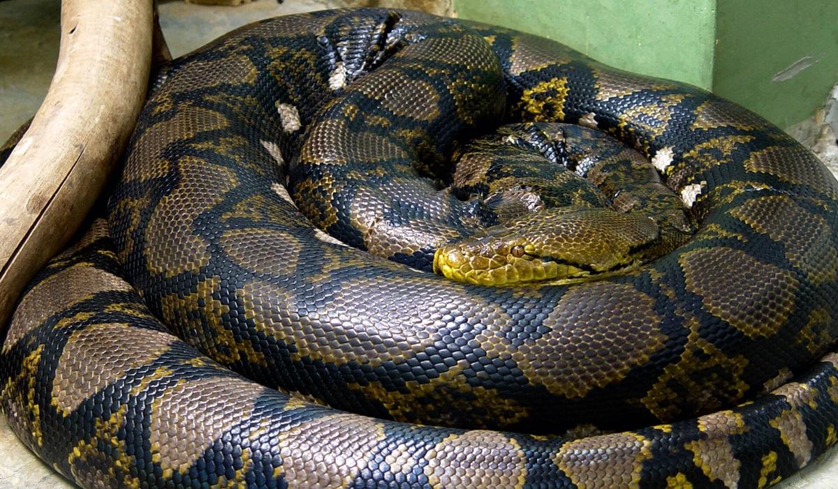 Вона може легко проковтнути людину чи корову: ця змія є найдовшою у світі