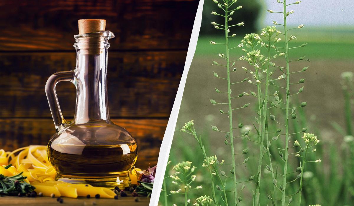 Это масло называют полезнее оливкового: почему его следует добавлять в рацион