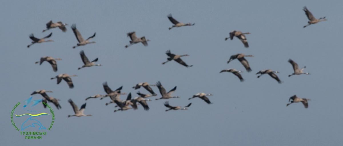 Летят из Африки: в Одесской области заметили редких птиц, спешащих на Полесье