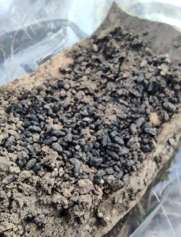 Пролежали в землі 5000 років: археологи виявили артефакти Трипольської культури на Тернопільщині