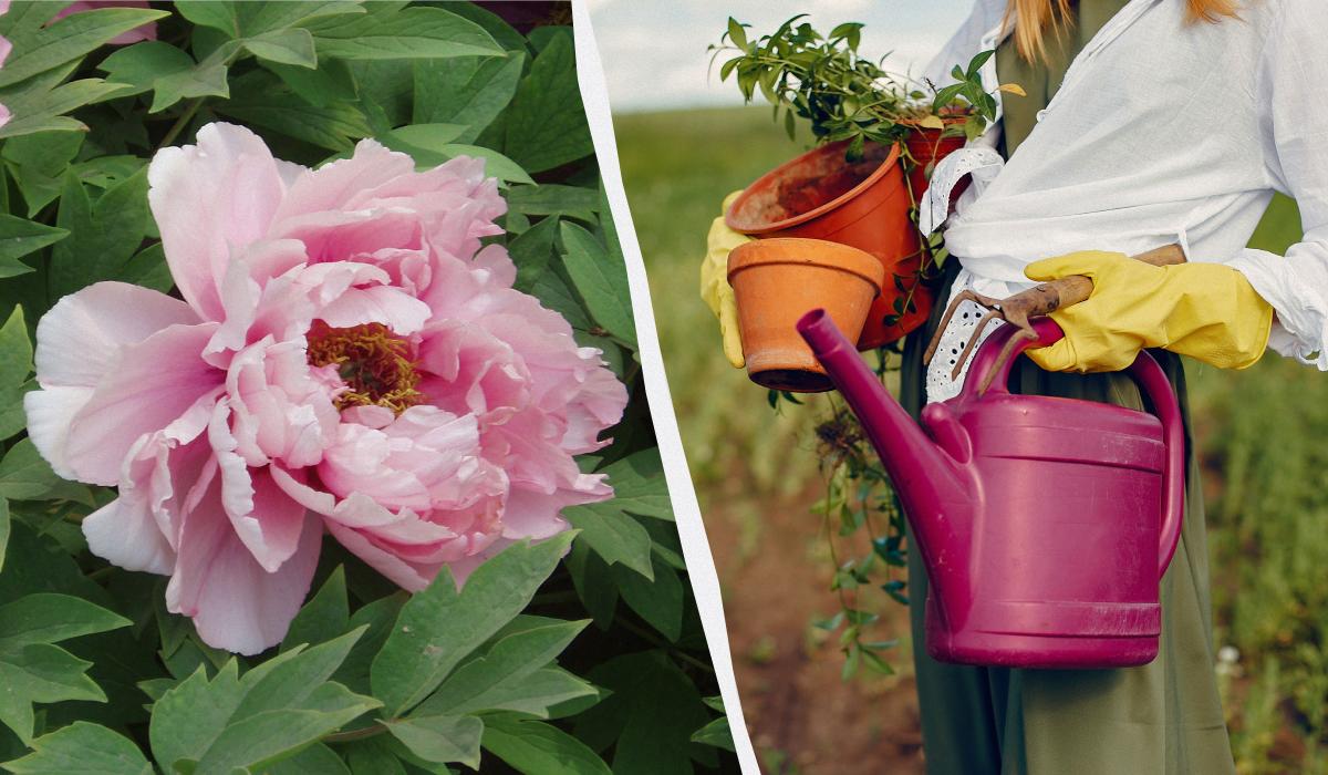 чем подкормить весной пионы чем подкормить весной пионы