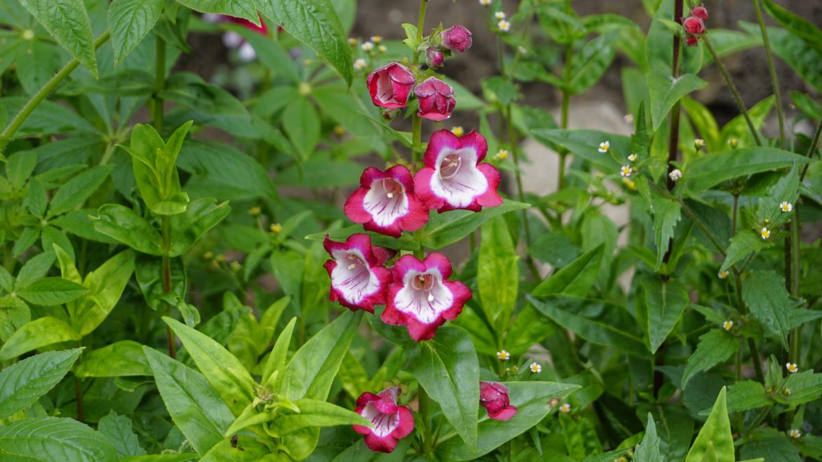 10 многолетних цветов, которые с годами становятся только лучше: эксперты назвали сорта