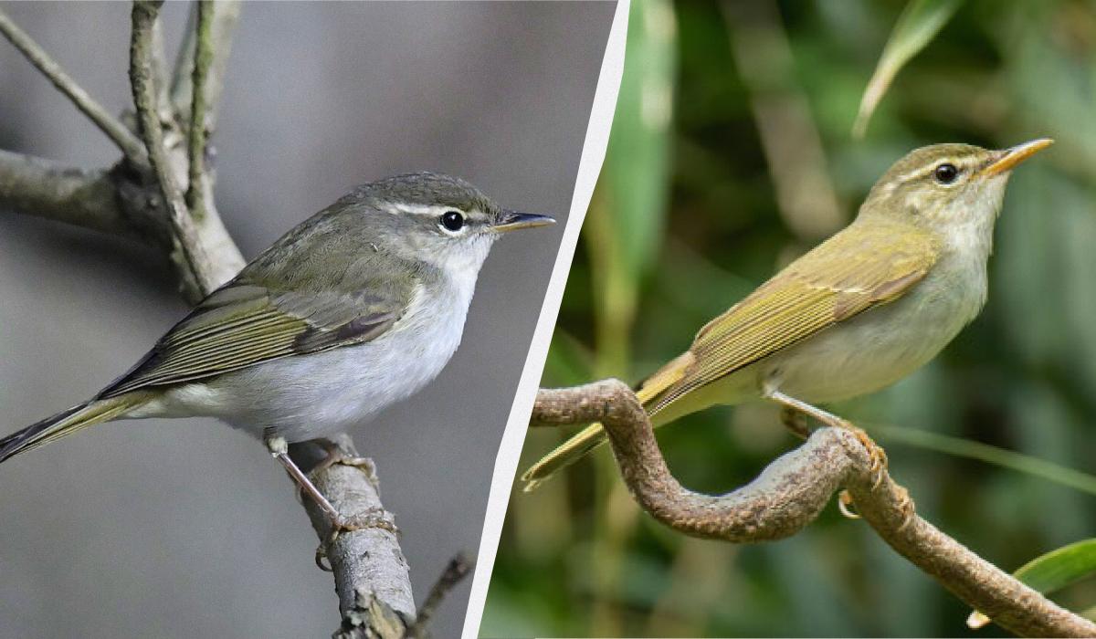 Невідомий вид птахів виявили вчені на невеликому острові в Японії