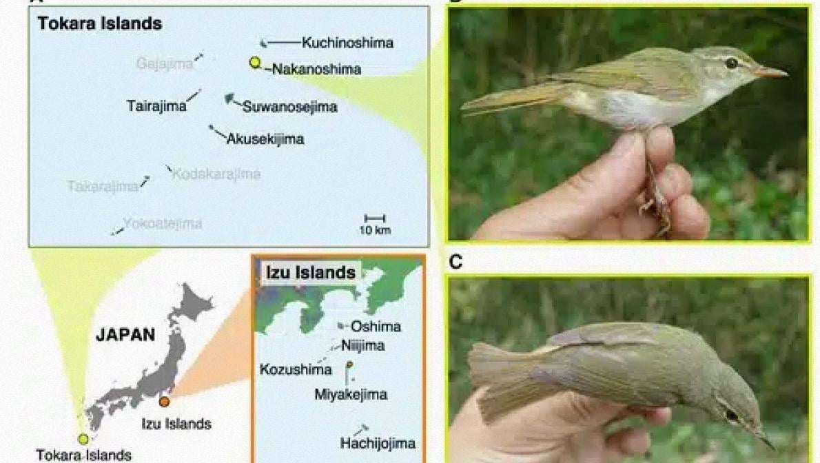 Ученые обнаружили неизвестный вид птиц на отдаленных островах в Японии Ученые обнаружили неизвестный вид птиц на отдаленных островах в Японии