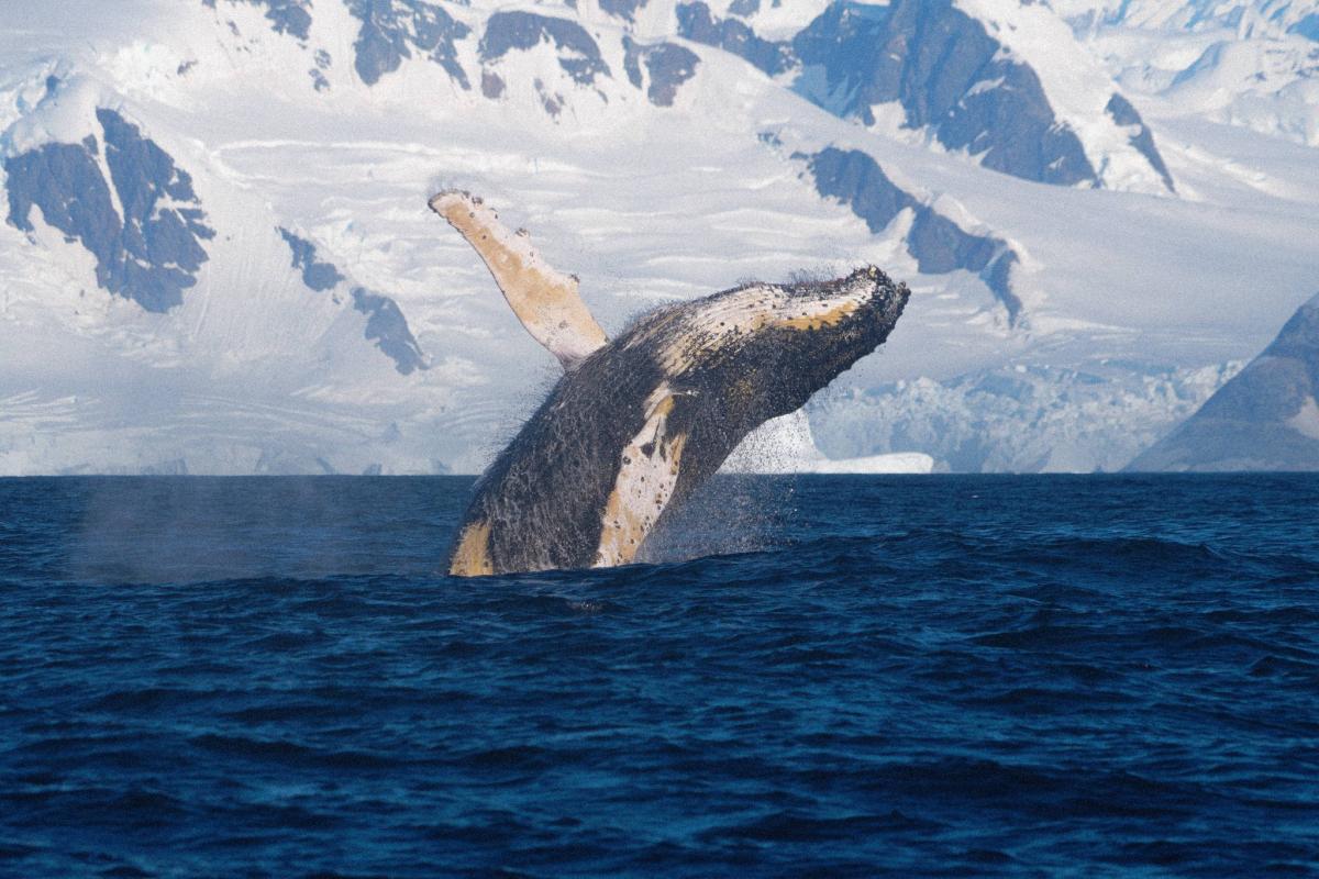 'В Антарктиді видно центр нашої галактики. Таке відчуття, що ти зовсім близько до космосу', – керівниця 31-ї УАЕ Анжеліка Ганчук