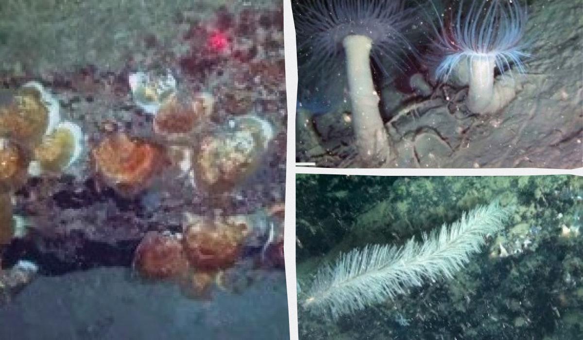 Вчені виявили у Середземному морі прихований підводний світ, незайманий століттями