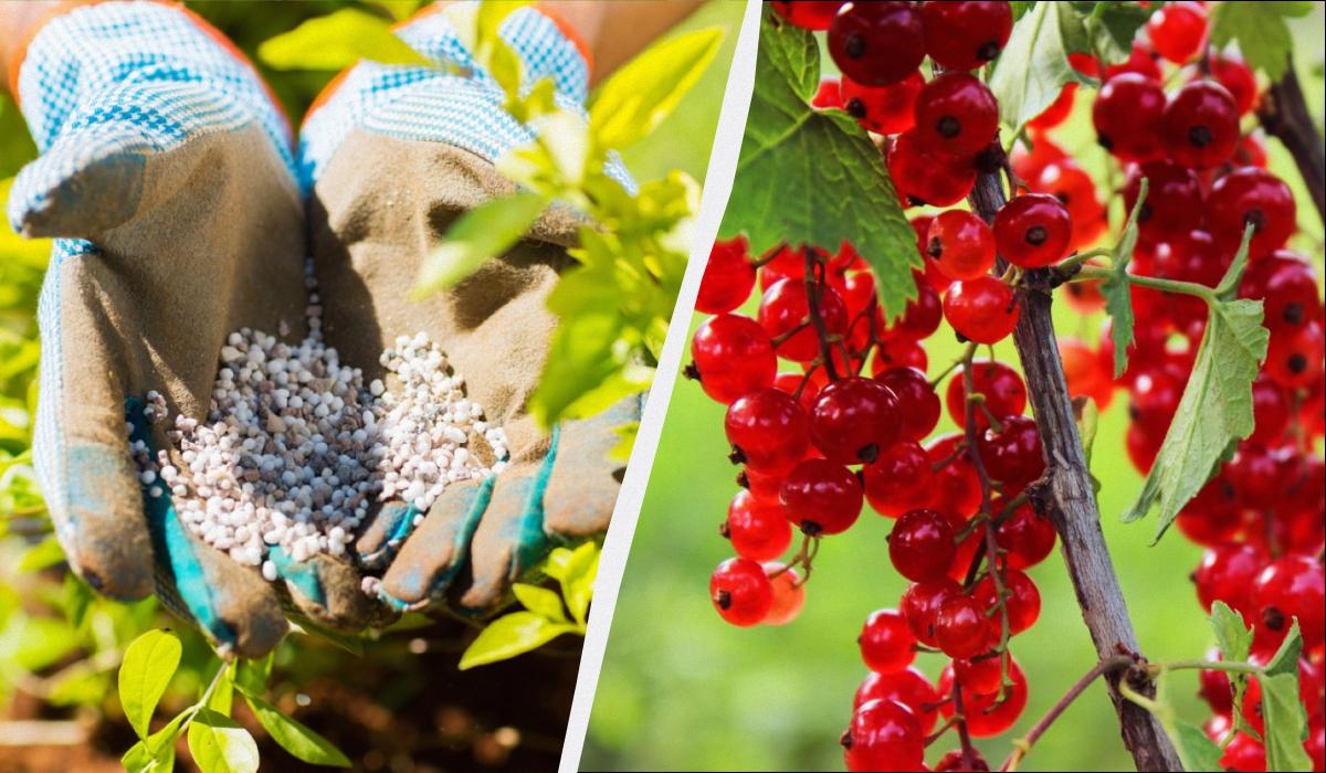 чем подкормить кусты черной смородины весной чем подкормить кусты черной смородины весной