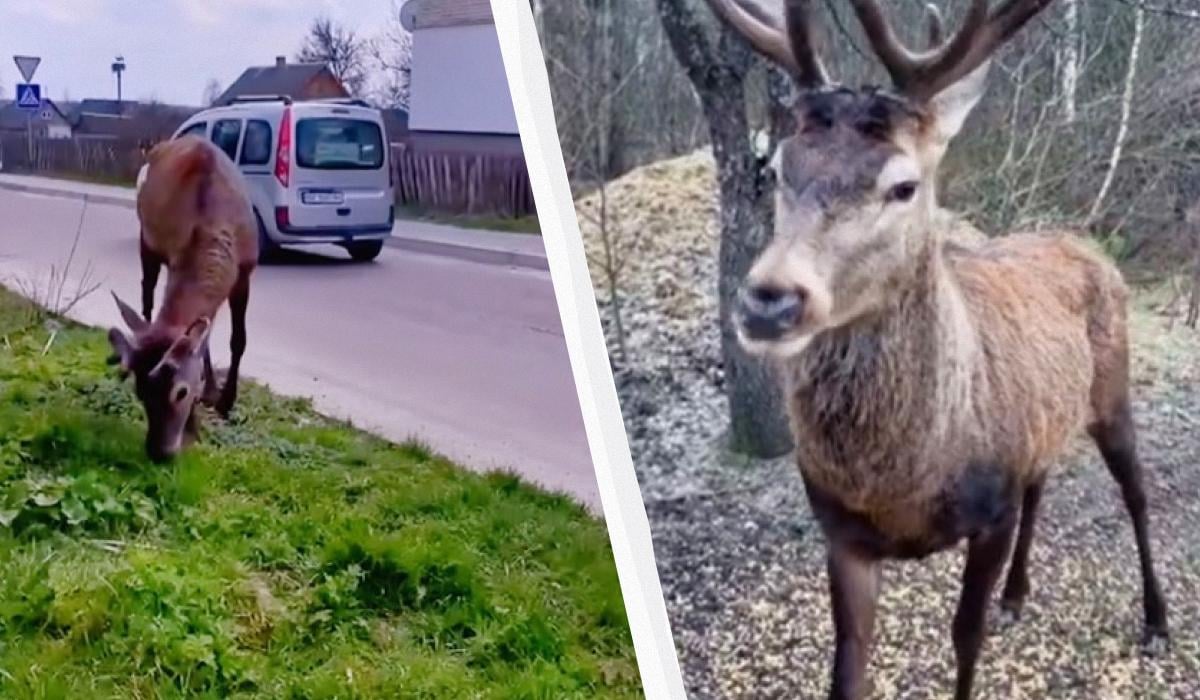 Может не выжить: что известно о состоянии знаменитого оленя Бориса, которого сбила машина