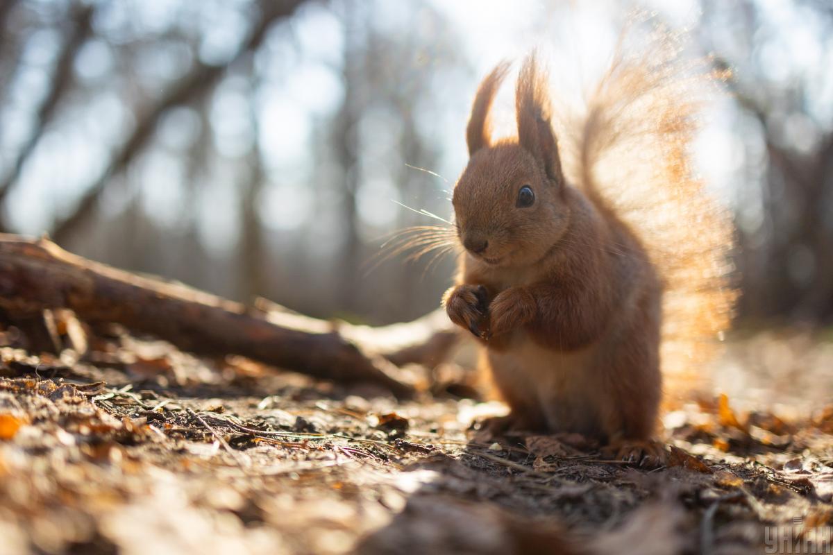 Тепло нарастает: в середине недели Украину разогреет до +17° Тепло нарастает: в середине недели Украину разогреет до +17°