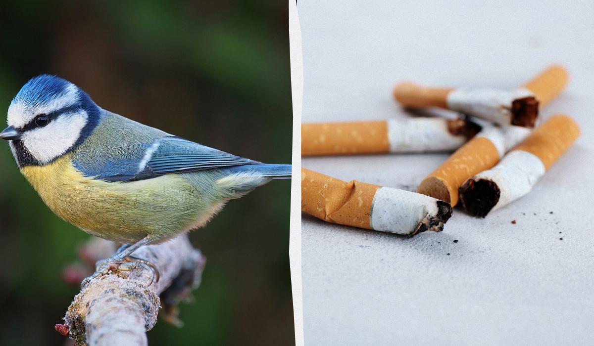 Почему городские синицы собирают окурки: ученые раскрыли удивительную причину Почему городские синицы собирают окурки: ученые раскрыли удивительную причину