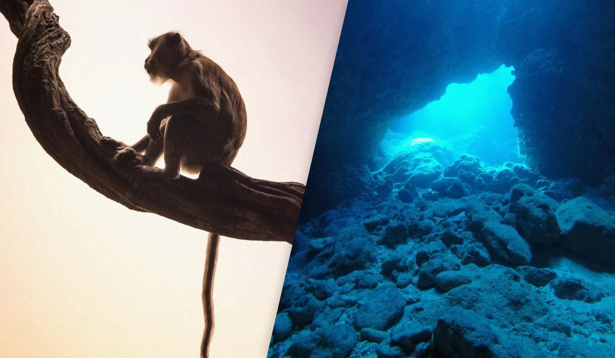 В подводной пещере обнаружили огромную коллекцию окаменелостей вымерших обезьян