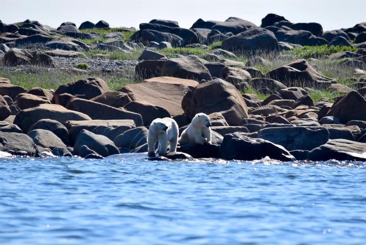 Вчені відстежили переміщення 39 білих ведмедів і 26 тюленів: чому це важливо Вчені відстежили переміщення 39 білих ведмедів і 26 тюленів: чому це важливо