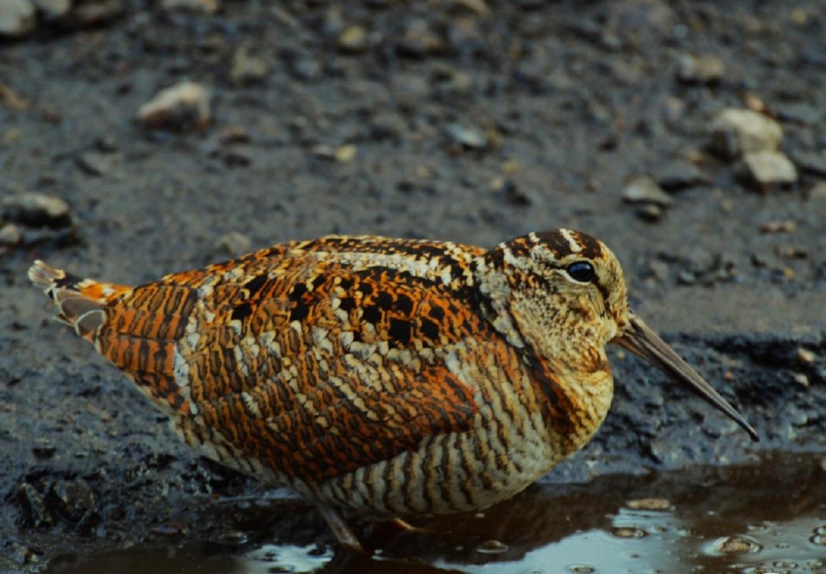Может выпорхнуть из-под ног человека: в зоне ЧАЭС живет птица, являющаяся мастером маскировки