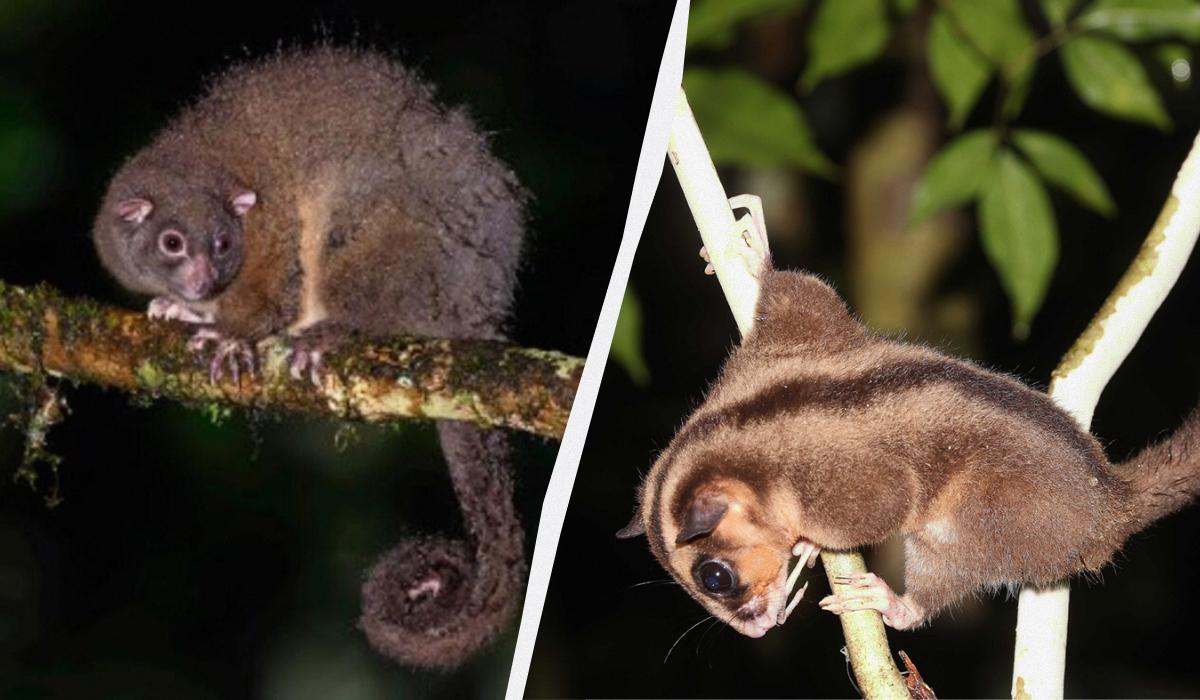 Цих сумчастих вважали вимерлими вже тисячі років: перевідкрити їх допомогли корінні народи Цих сумчастих вважали вимерлими вже тисячі років: перевідкрити їх допомогли корінні народи