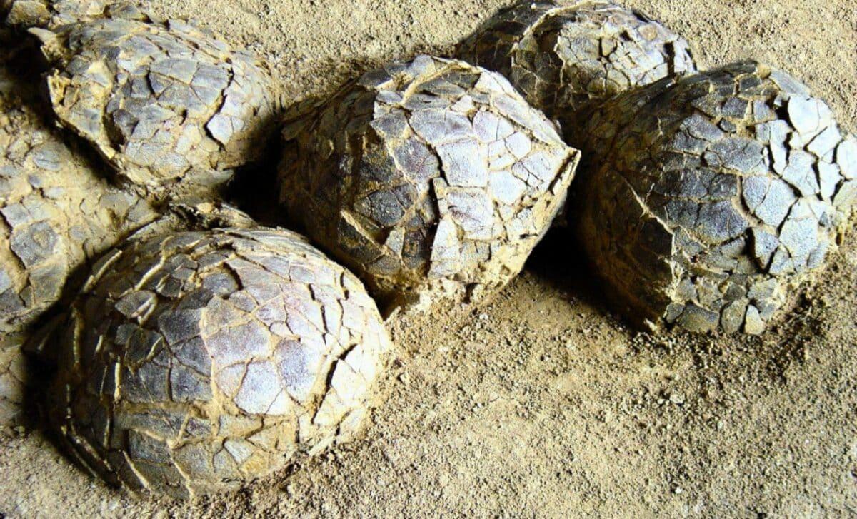 Во Франции обнаружили сотни яиц динозавров, захороненных 70 млн лет назад Во Франции обнаружили сотни яиц динозавров, захороненных 70 млн лет назад